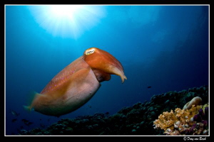 Cuttlefish... by Dray Van Beeck 